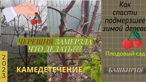 Черешня не просыпается после морозной зимы. Что делать? Лечим камедетечение #Башкирия