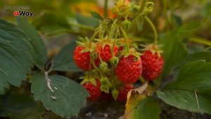 Что посадить после чеснока? Что-то очень вкусное!