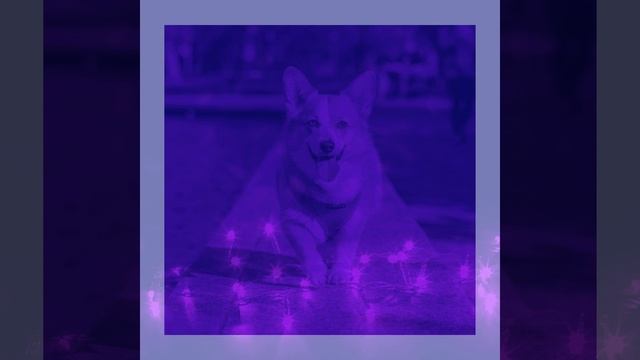 Музыка (Расслабляющие собаки) смотреть онлайн