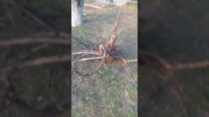 Пересадка старого винограда от начала до конца за 5 минут