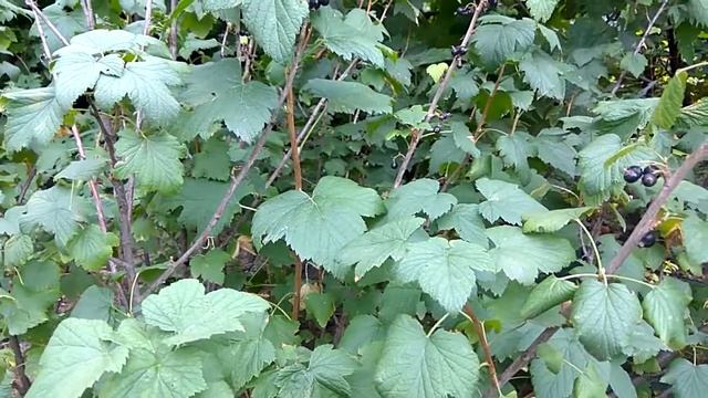 8 июля. Готовность. Ежедневник ВДА смотреть онлайн