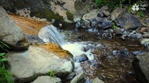 Gentle Stream: Sleep, Relax, Focus ✨ (Trickling Water Sounds)