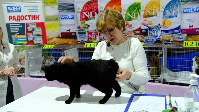 "Международная выставка кошек "Осенний вернисаж - 2023". смотреть онлайн