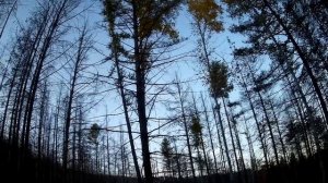 РЕАЛЬНАЯ ОХОТА НА ИЗЮБРЯ С ПОДХОДА ДОБЫЛ КАБАШКА REAL HUNT FOR RAISINS FROM THE APPROACH OF ZUCCHIN