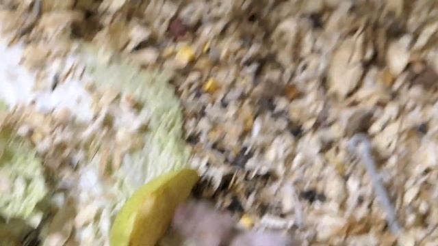 #сирийскийхомяк ШИКАРНЫЕ редкие ОКРАСЫ деток Миледи и Доминика 25.02.2023 #хомки +7 921 595 08 48 смотреть онлайн