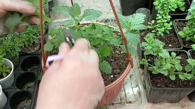 Срочная работа по формированию ампельных растений.