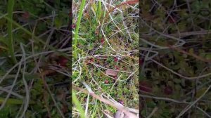 Где и как растёт клюква.