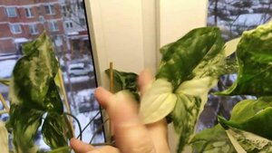 Сингониум Империал Вайт и поздравления с новым годом!