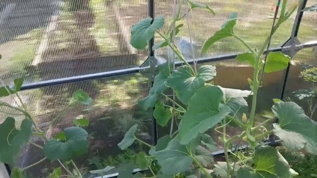ГОРЯЧАЯ ТРАВА в ПРИРОДНОМ ЗЕМЛЕДЕЛИИ (эксперимент) часть 1