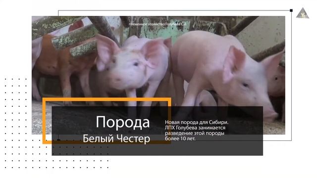 Продажа поросят белый Честер