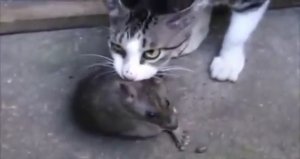 Кот и огромная крыса, (детям не смотреть)