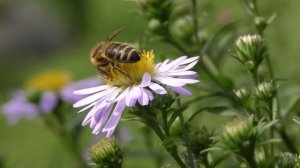 Пчела опыляет цветок Видео 4К | A bee pollinates a flower  Video Ultra HD
