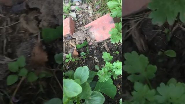 Оранжевая и большая бабочка но она не умеет летать смотреть онлайн