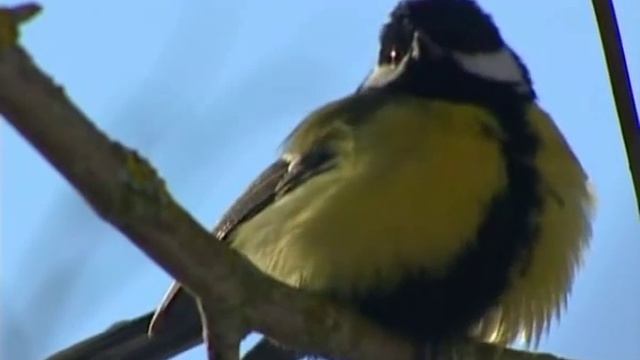 Краски осени - Дикая природа Беларуси | Film Studio Aves смотреть онлайн