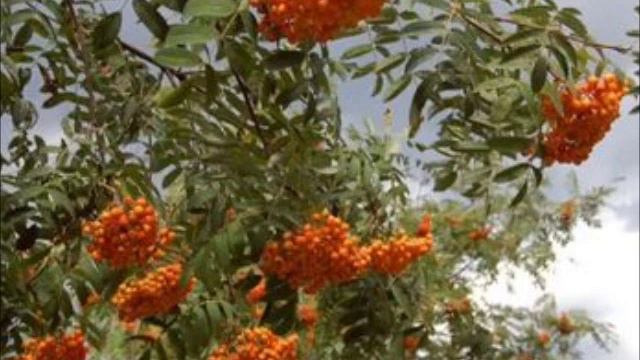 Тонкая рябина - Людмила Зыкина смотреть онлайн