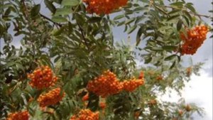 Тонкая рябина - Людмила Зыкина