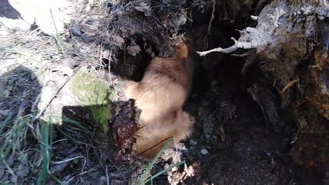 Венгерская жесткошерстная выжла изучает нору. Начало мая 2020 г. смотреть онлайн