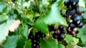 Черная смородина 6-10-91