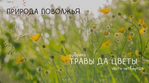 Травы да цветы 4  Пижма обыкновенная