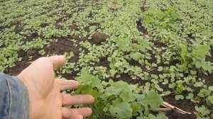 Сидераты после картошки