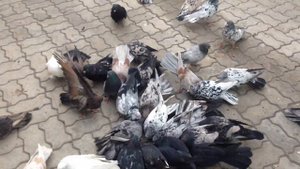 николаевские голуби!В хорошие руки