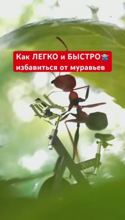 Избавляет о муравьёв БЫСТРО, а стоит КОПЕЙКИ