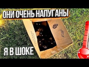 За городом в 40° жару выкинули котят от своей кошки на смерть?