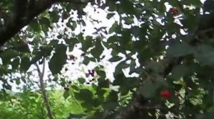 ЧЕРЕВИШНЯ ДЮК . ЯГОДЫ В НАШЕМ САДУ.