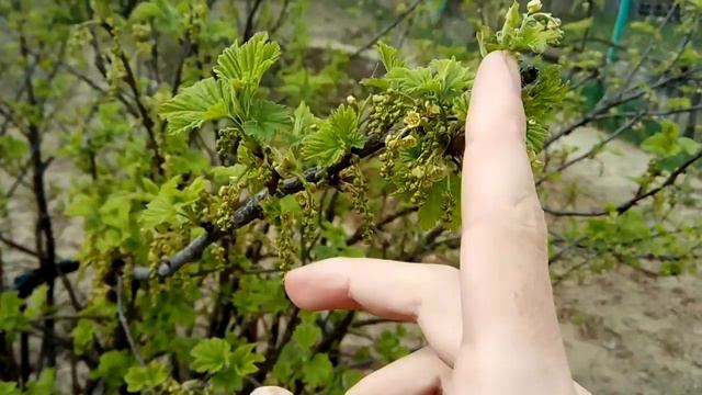 Зелень смотреть онлайн