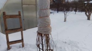 Укрытие персика