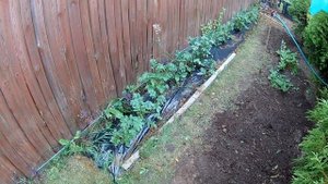 Посадка картофеля на целину под пленку.