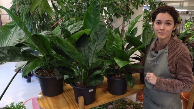Folha Plant Shop - Anthurium Jungle Bush