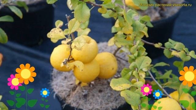 Айва японская Сидо. Краткий обзор, описание характеристик chaenomeles japonica cidoSido смотреть онлайн