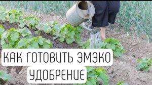 Как готовить эм эко удобрение. Олег Кумицкий. Баснословные урожаи.