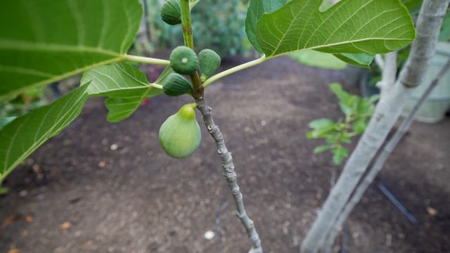 Backyard Garden Tour! 🌿😍🦆 // Coast to Coast Home and Garden смотреть онлайн