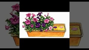 СХЕМЫ ЦВЕТОЧНЫХ КОМПОЗИЦИЙ ДЛЯ БАЛКОННЫХ ЯЩИКОВ.