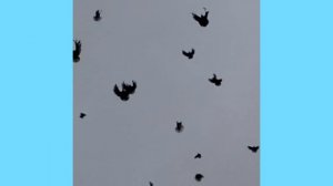 Серпатые голуби липецкой области, Чаплыгинский район,.