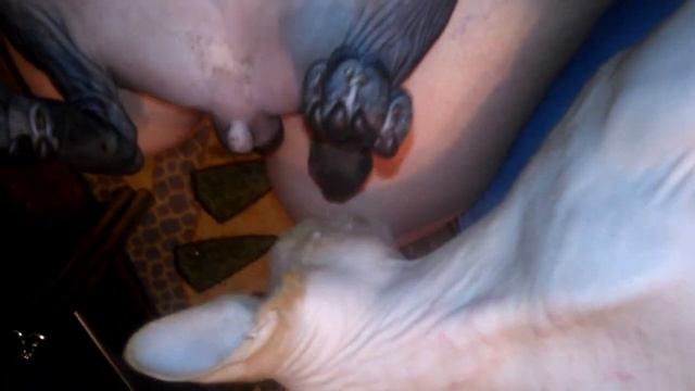 смех на ночь смотреть онлайн