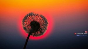 АЛ-ВАКИА. УСПОКАИВАЕТ ДУШУ! КРАСИВОЕ ЧТЕНИЕ КОРАН!