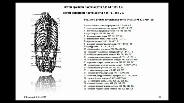 рис.130, ч.1 Грудная и брюшная часть аорты_898 121 319 711 смотреть онлайн