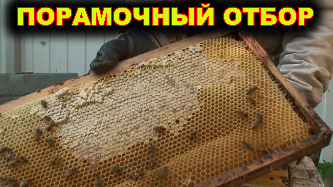 Порамочный отбор майского мёда.