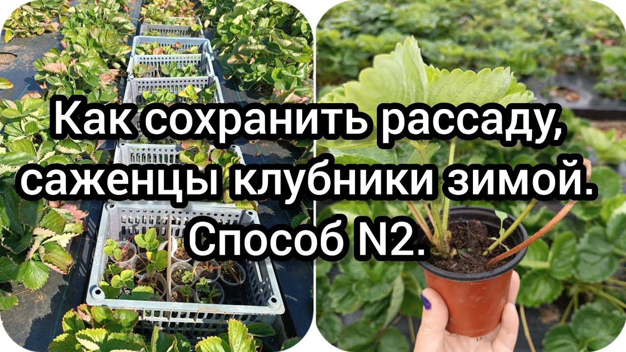 Как сохранить рассаду, саженцы клубники (садовой земляники) зимой. Способ 2.