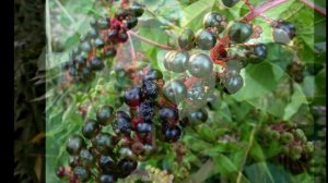 #Лаконос американский или фитолакка.