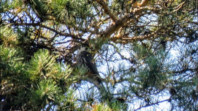 Ах, лето! (Авторские фото) - Кемерово смотреть онлайн