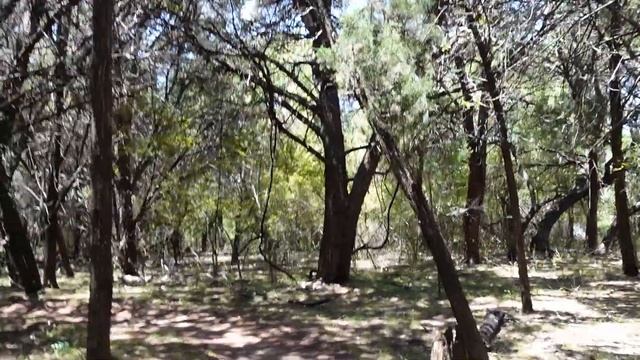 Живность в Техасе | Скорпионы на коврах | Осы на балконах | Жабы в унитазах | От насекомых до олене смотреть онлайн