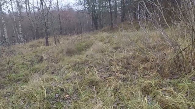 Охота с гончей.Вышла лиса.Взяли зайца.Охота в Беларуси.Охота 2020
