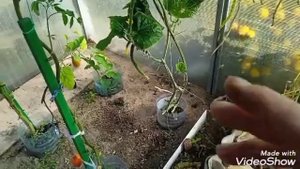 Удобная подвязка томатов в теплице