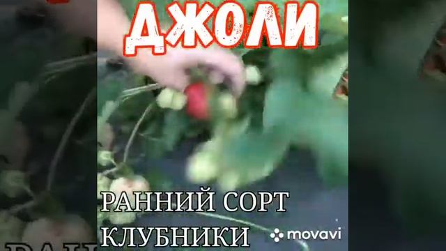 Принимаем заказы на рассаду клубники Джоли весна 2021 смотреть онлайн