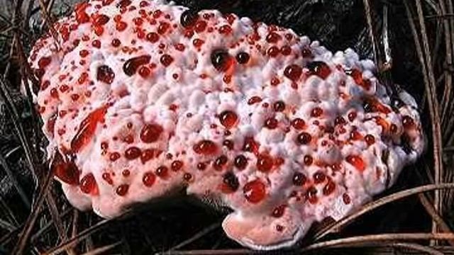 Hydnellum peckii (red juice tooth) смотреть онлайн