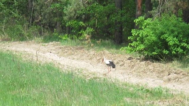 Аист в поиске пищи/Stork in search of food смотреть онлайн